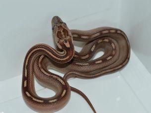 HATCHLING