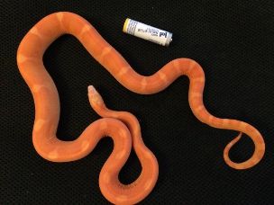 ADULT