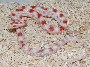 HATCHLING