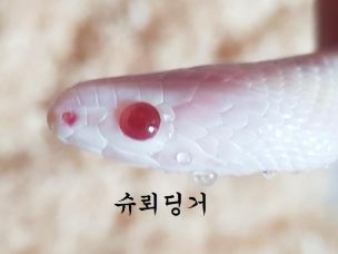 EYE