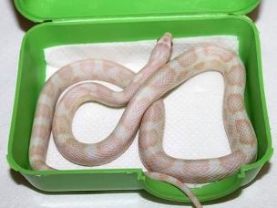 HATCHLING