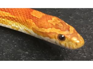 EYE