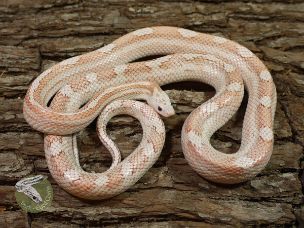 HATCHLING