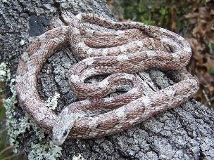ADULT