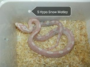 HATCHLING