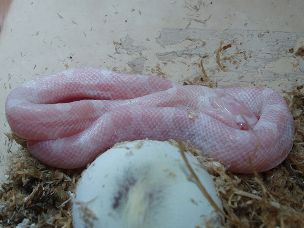 HATCHLING