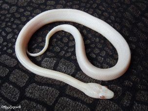 HATCHLING