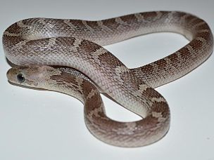 HATCHLING