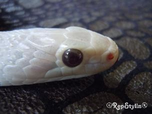 EYE
