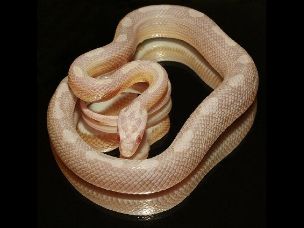 HATCHLING
