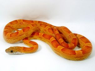 ADULT