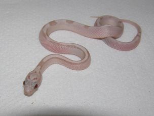 HATCHLING