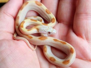 HATCHLING