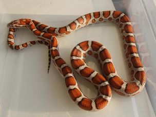 ADULT