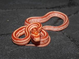 HATCHLING