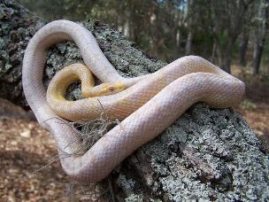 ADULT