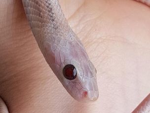 EYE