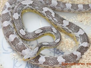 ADULT
