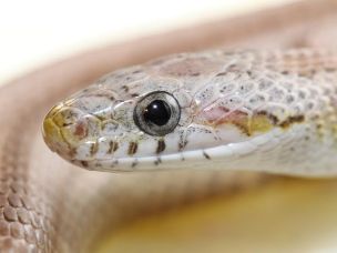 EYE