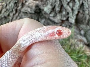 EYE