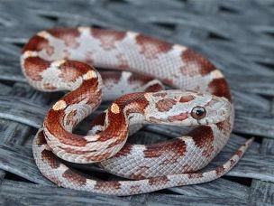 HATCHLING