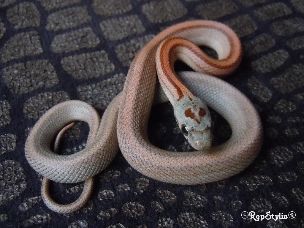HATCHLING