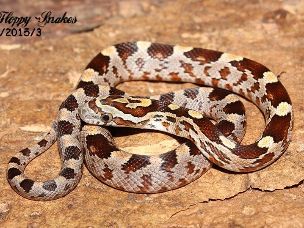 HATCHLING