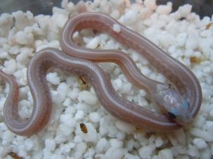 HATCHLING