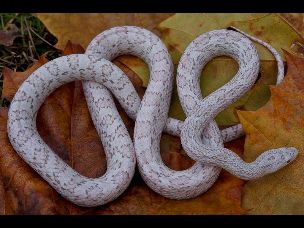 ADULT
