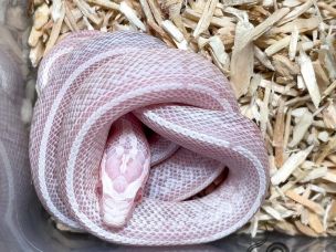 HATCHLING