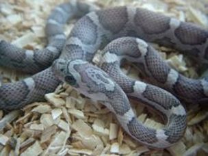 HATCHLING