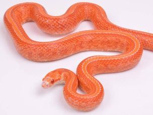 ADULT