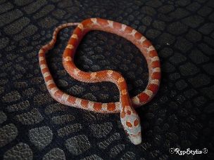 HATCHLING