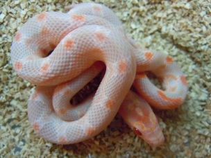 HATCHLING