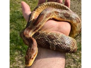 ADULT