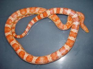ADULT