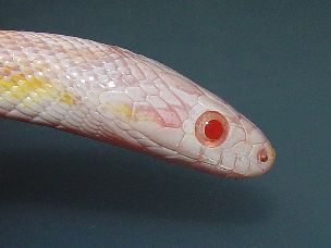 EYE