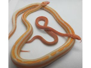 ADULT