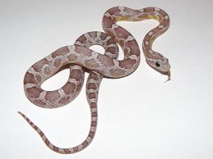 HATCHLING