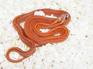 HATCHLING
