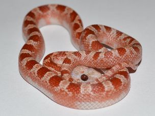 HATCHLING