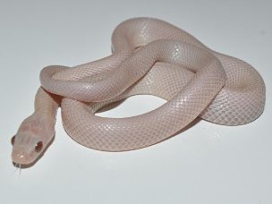 HATCHLING