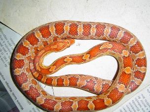 ADULT