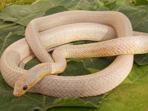 ADULT