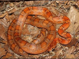 ADULT