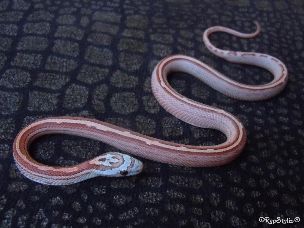 HATCHLING