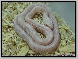 HATCHLING