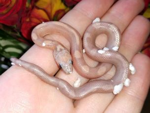 HATCHLING