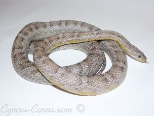 ADULT