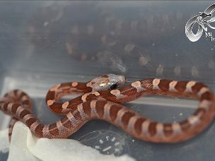 HATCHLING